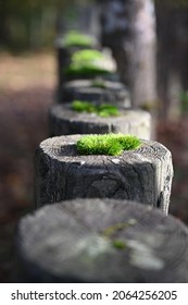 Moss Groving On Top Of Fence Post