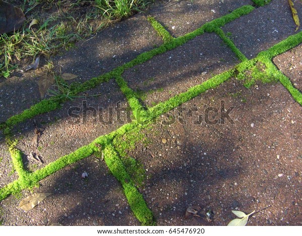 Moss Growing Between Stones On Patio Stock Photo Edit Now 645476920