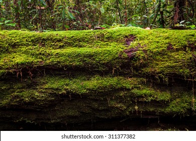 Moss growing in big fallen tree - Powered by Shutterstock