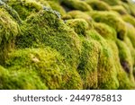 Moss growing on a dry stone wall near Wood End, Birker Fell, Eskdale, Cumbria
