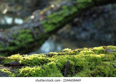 Moss growing on a fallen tree across a stream.