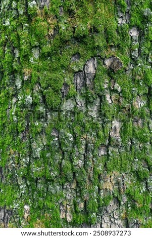 Moss Growing on Maple Tree Bark