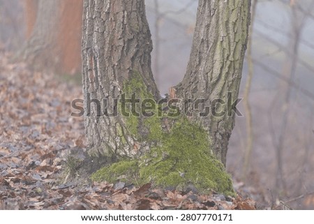moss growing on a split tree
