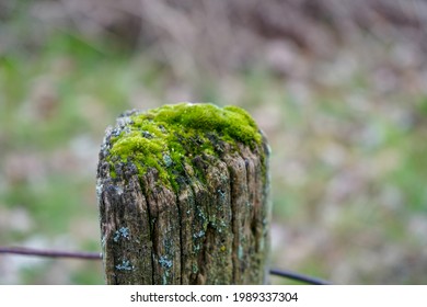 Moss Growing On Top Of A Fence Post