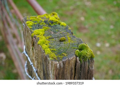 Moss Growing On Top Of A Fence Post