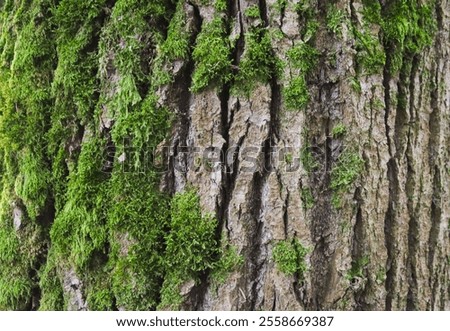 Moss growing on a tree.