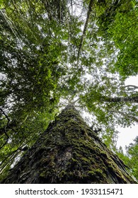 Moss Growing On A Tree In The Knysna Forest.