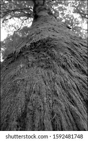 Moss Growing On A Tree From A Low Viewpoint