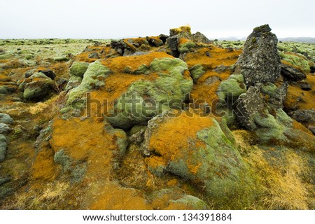 Moss growing on volcanic rocks in Iceland in the winter