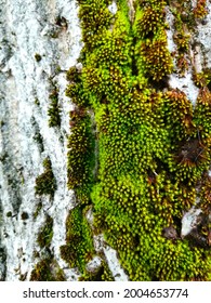 Moss Growing On A Wallnut Tree