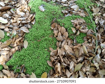 moss growing under tree trunks 