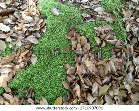 moss growing under tree trunks 