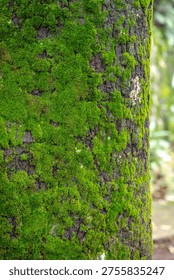 Moss grows on the bark of trees during the rainy season.
