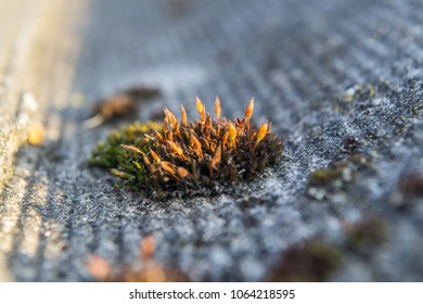 Moss grows on the roof. - Powered by Shutterstock