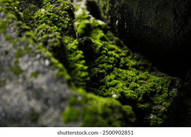 Moss grows on the rough rocks in forest. Moss background - Powered by Shutterstock