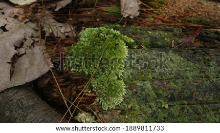 moss grows on tree trunks that have been cut down