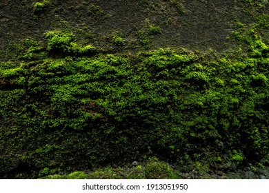 Moss Green Textures High Res Stock Images Shutterstock