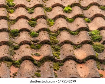 Moss Growth On Terracotta Roof Tiles.