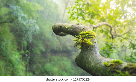 Moss growth on tree branch in tropical forest.