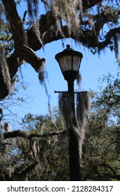 Moss Hanging From Trees And From A Lamp Post At Audubon Park In New Orleans, Louisiana