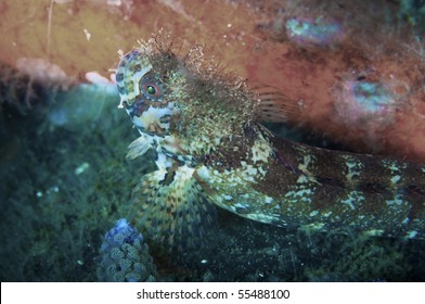 A Moss Head Warbonnet Looking For An Escape.