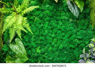 Moss in home interior, vertical garden texture background. Nature green plants on inside wall, beautiful modern decor of living room or office. Cozy ecological design with house landscaping indoor.