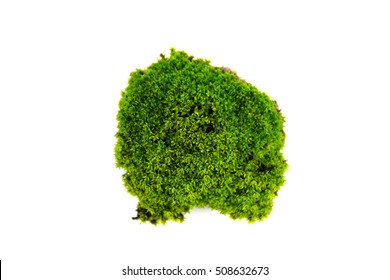 Moss Isolated On White Background