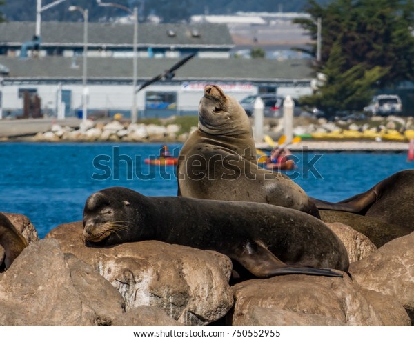 Moss\
Landing, California - October 27, 2017: Sea Lions lounge on the\
breakwater at Moss Landing Harbor, in Monterey County, as kayakers\
paddle in he background and a seagull flies by. \
