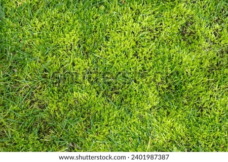 Moss in lawn. Lawn in serious need of moss killer. Removing old moss and dead grass from the lawn. Aeration and improving the lawn quality. Close-up.