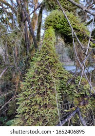 Moss Lewisville Park Is A 154-acre Regional Park Located On The East Fork Lewis River, Two Miles North Of The Battle Ground In Clark County, Washington.