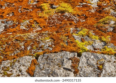 Moss and Lichen on Rocky Surface Close-Up - Powered by Shutterstock
