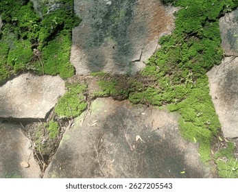 Moss and lichen thrive on weathered stone, creating a vibrant green and grey textured surface. Sunlight dapples the scene, highlighting the intricate patterns of growth on the aged rocks - Powered by Shutterstock - Get 15% off with code: PIKWIZARD15