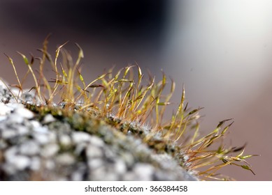  moss in macro
