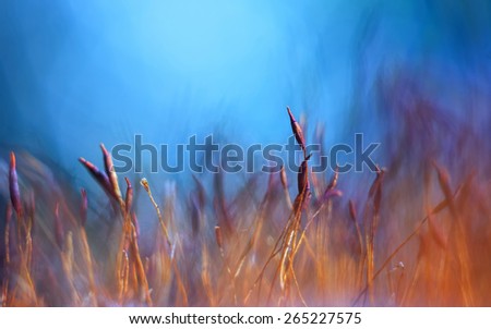 Similar – Image, Stock Photo calyptra Colour photo