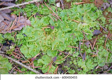 Moss - Marchantia Polymorpha