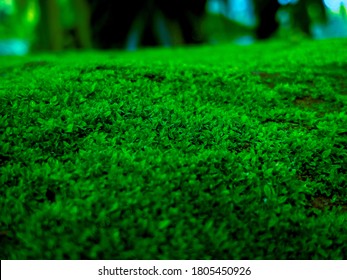 moss miniature garden jungle forest mossy - Shutterstock ID 1805450926