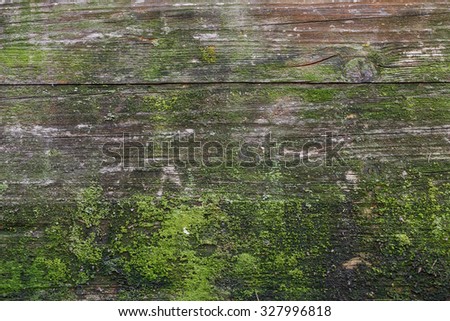 Moss and mold affect a wood panel.
