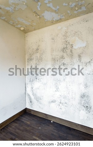 Moss and Mold spots on the ceiling on wall due to poor air ventilation and high humidity. Harm to health.