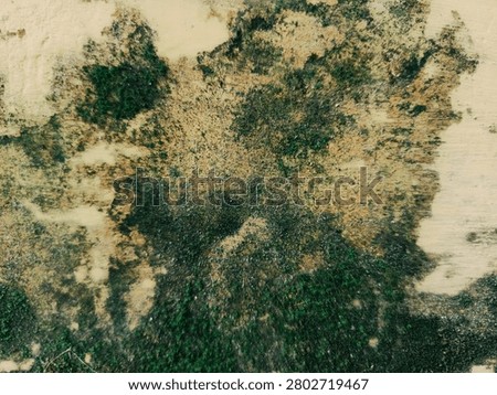 Moss and Mold Texture on Old Wall Surface