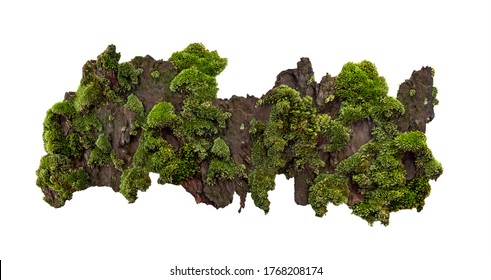 Moss or Mosses on a pine bark, Green moss on a tree bark isolated on white background, with clipping path  - Shutterstock ID 1768208174