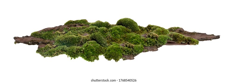 Moss or Mosses on a pine bark, Green moss on a tree bark isolated on white background, with clipping path  - Shutterstock ID 1768540526