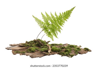 Moss or Mosses on a pine bark, Green moss on a tree bark isolated on white background, with clipping path    - Powered by Shutterstock - Get 15% off with code: PIKWIZARD15