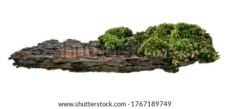Moss or Mosses on a pine bark, Green moss on a tree bark isolated on white background, with clipping path 