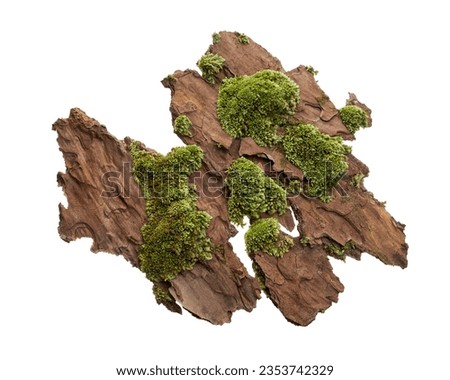 Moss or Mosses on a pine bark, Green moss on a tree bark isolated on white background, with clipping path                                 