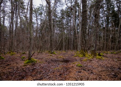 Moss In The New Jersey Pine Barrens