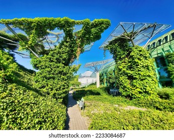 Moss is on the bark. Garden and landscaping in aerial view. Natural landscape background. Foto drone mavic air. Summer house in village. Fresh green trees and urban buildings. Drone aerial view