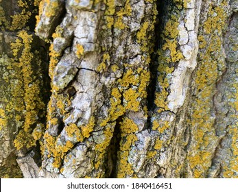 Moss On Basswood Tree Bark (Tilia Americana)