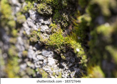 moss on concrete. macro