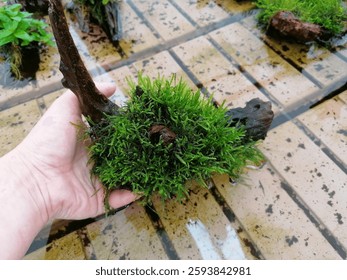 Moss on driftwood java mosses flame mossy wood stick log bogwood held in hand aquatic plants for aquariums aquascapes