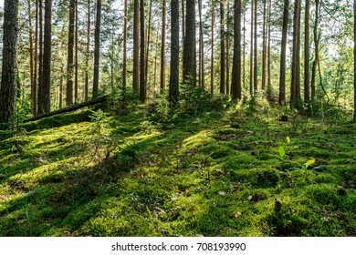 Moss On The Floor Of A Pinetree Forest. Nature Background.